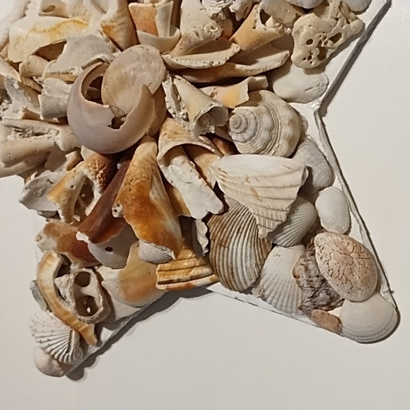 10 Inch Shell Star - Picture 5 of 13